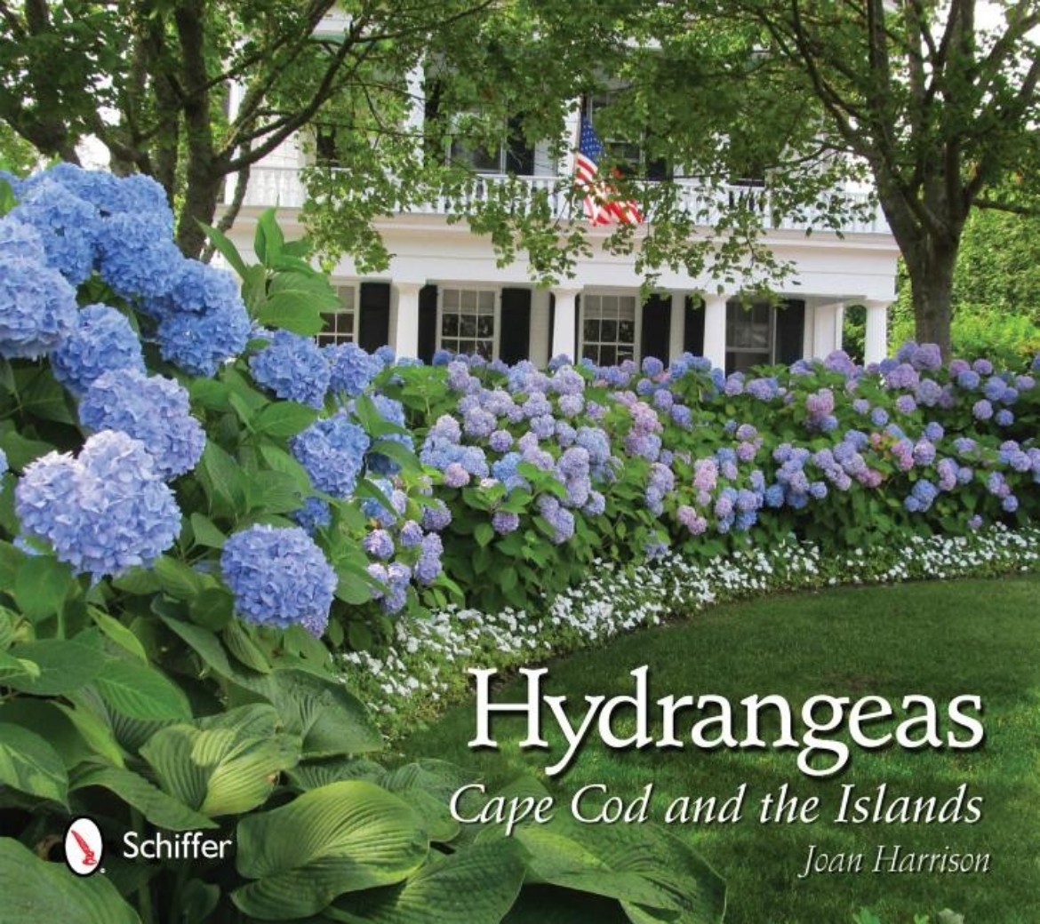 Picture of Hydrangeas : Cape Cod and the Islands