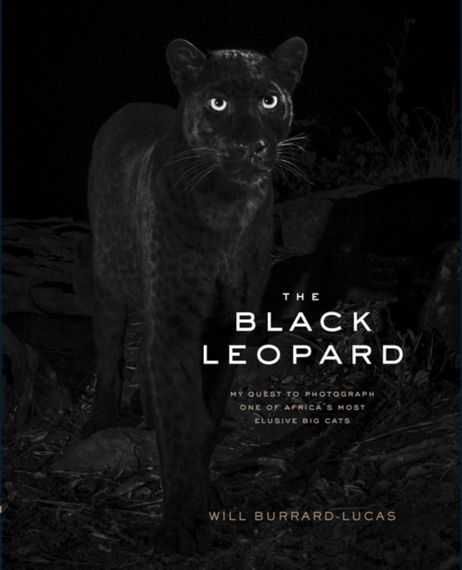 Picture of The Black Leopard