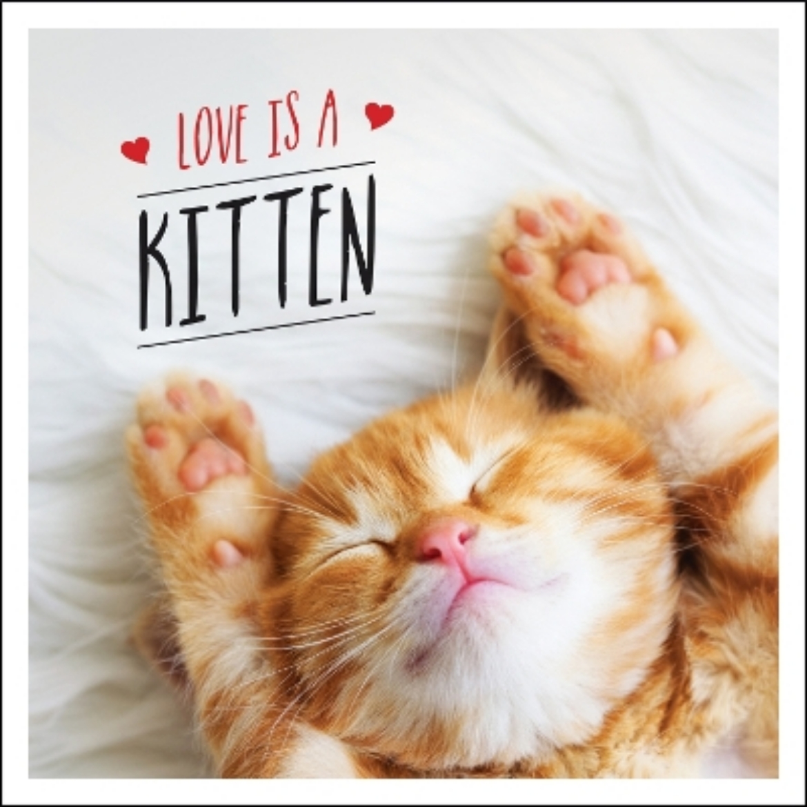 Picture of Love is a Kitten: A Cat-Tastic Celebration of the World's Cutest Kittens