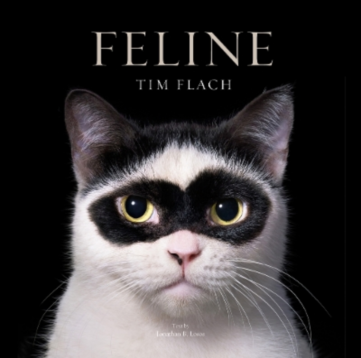 Picture of Feline