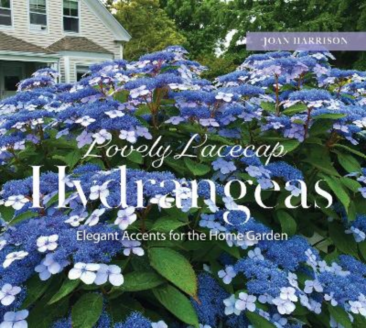 Picture of Lovely Lacecap Hydrangeas: Elegant Accents for the Home Garden