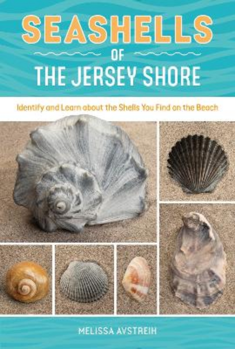 Picture of Seashells of the Jersey Shore: Identify and Learn about the Shells You Find on the Beach