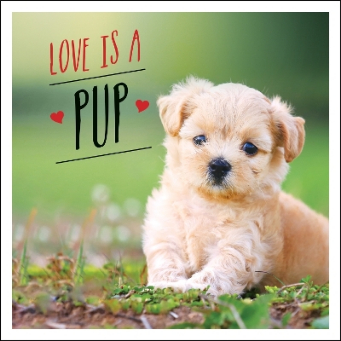 Picture of Love is a Pup: A Dog-Tastic Celebration of the World's Cutest Puppies