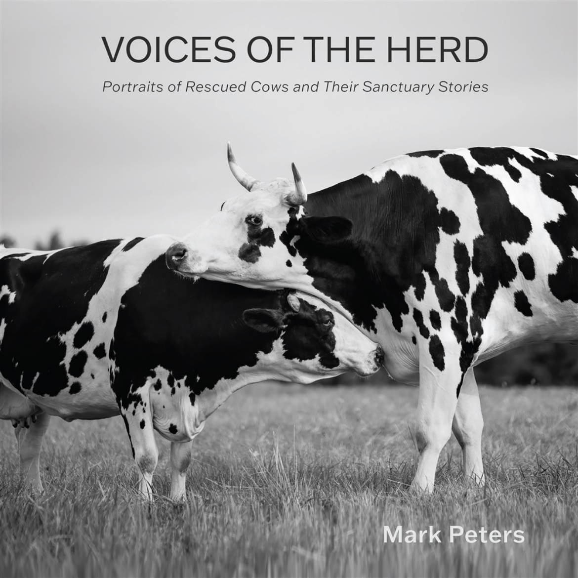 Picture of Voices of the Herd: Portraits of Rescued Cows and Their Sanctuary Stories