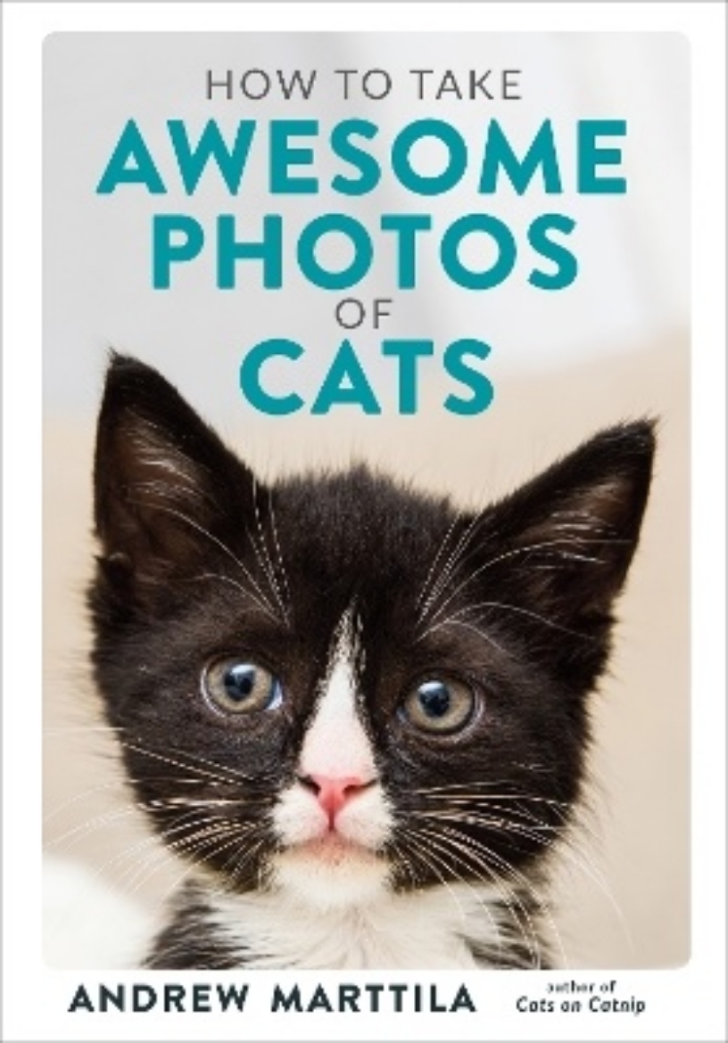 Picture of How to Take Awesome Photos of Cats